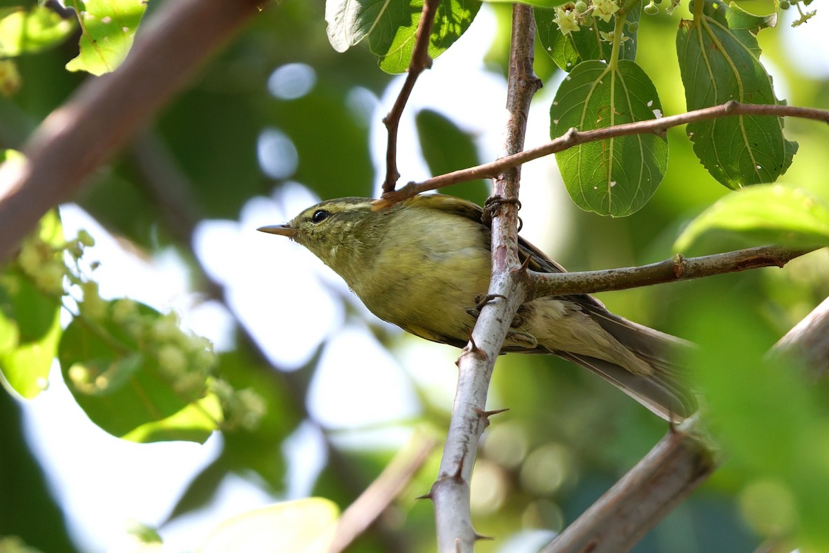 einersanger - ML644516063