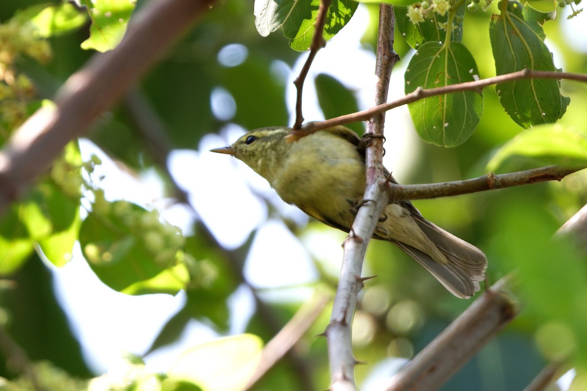 einersanger - ML644516064