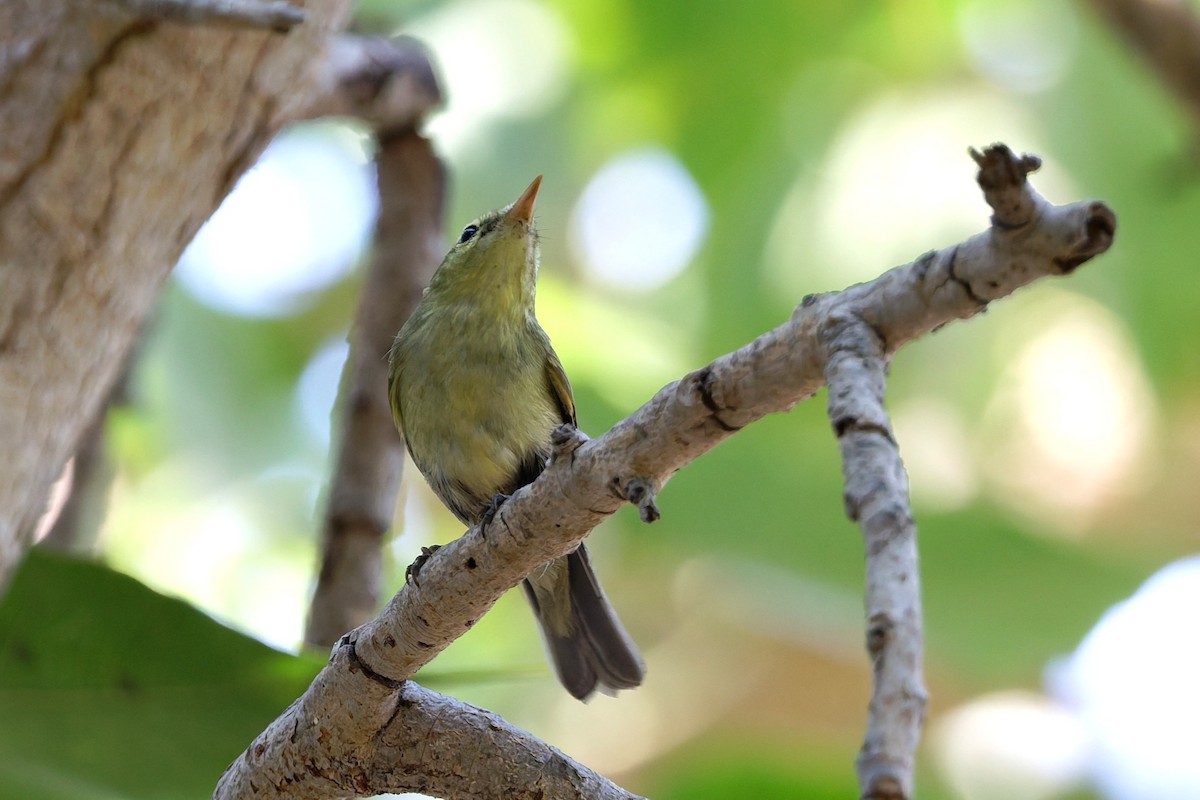 einersanger - ML644516065