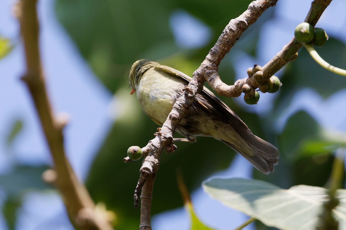 einersanger - ML644516066