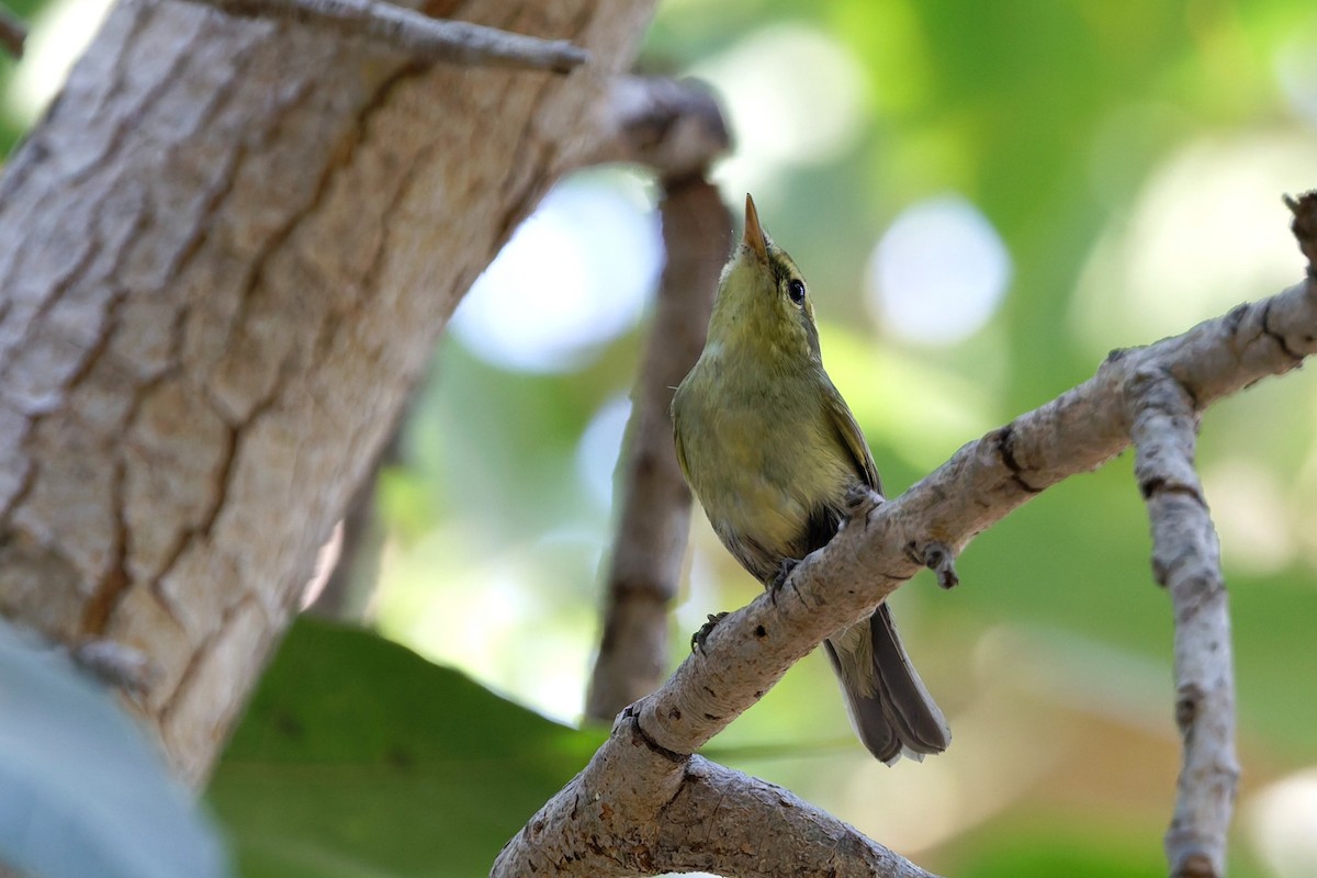 einersanger - ML644516067