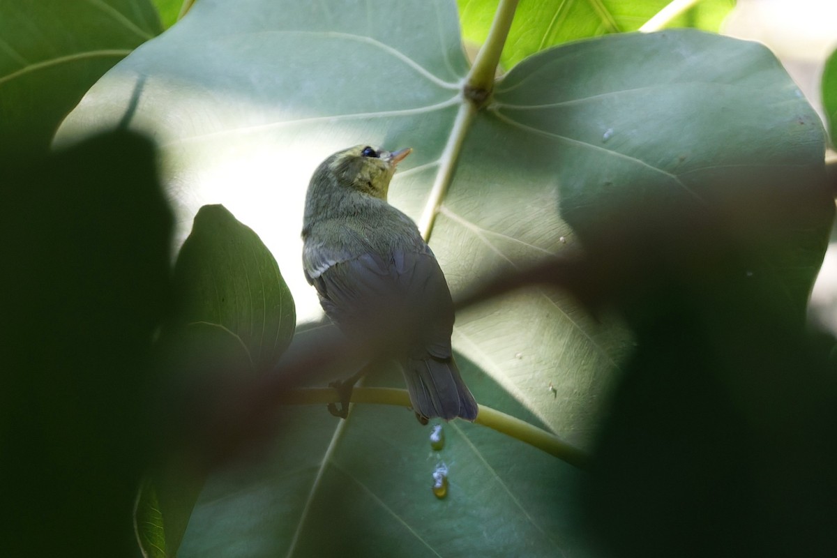 einersanger - ML644516068