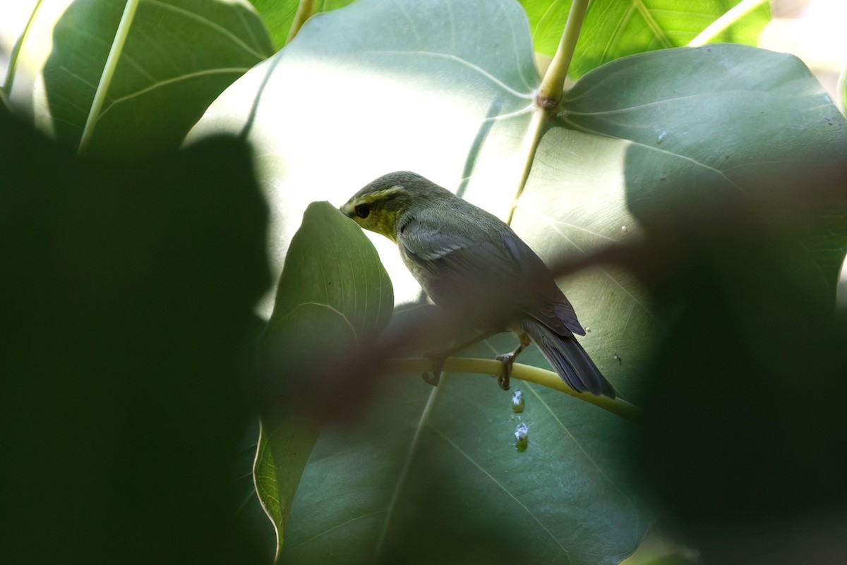 einersanger - ML644516069