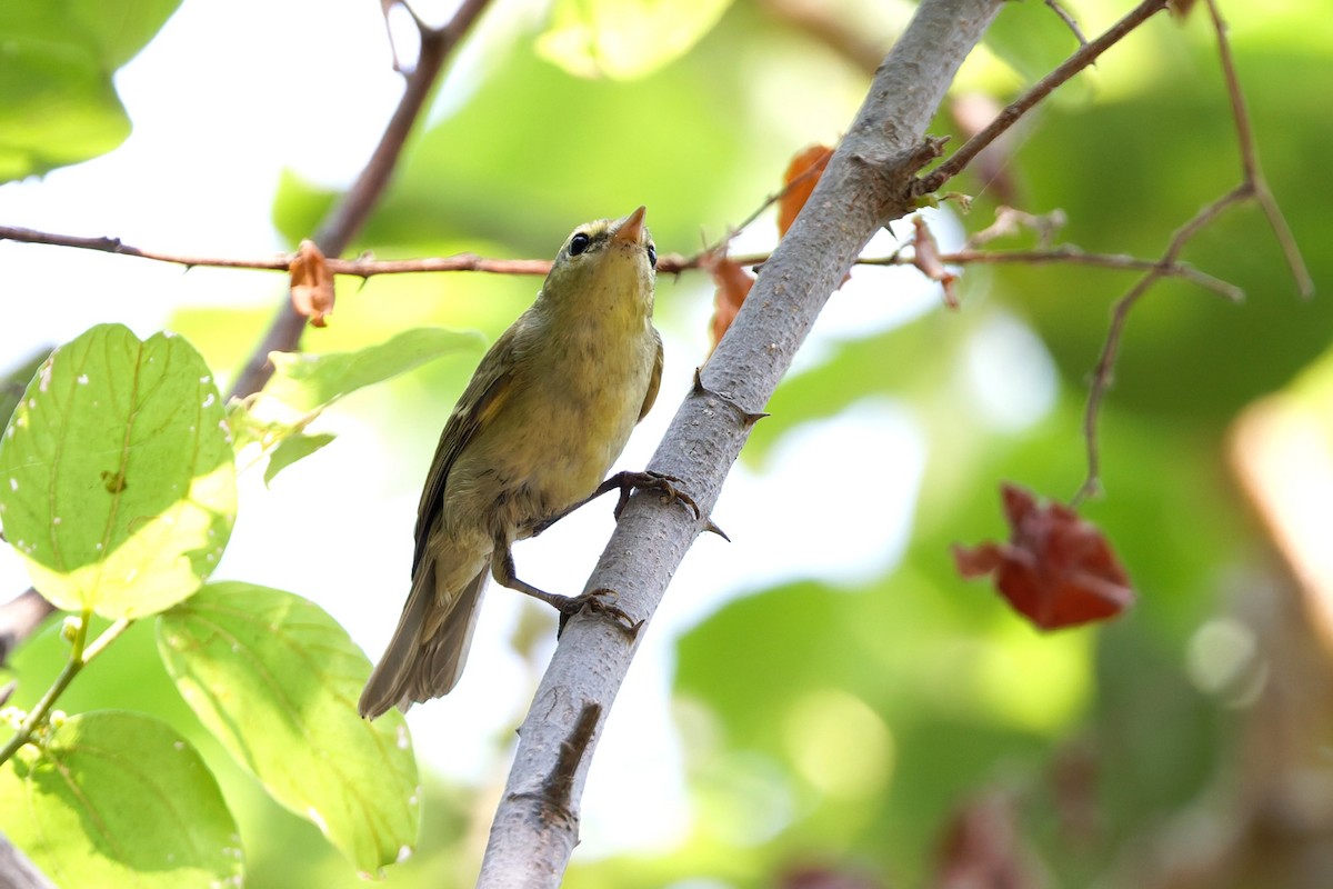 einersanger - ML644516070