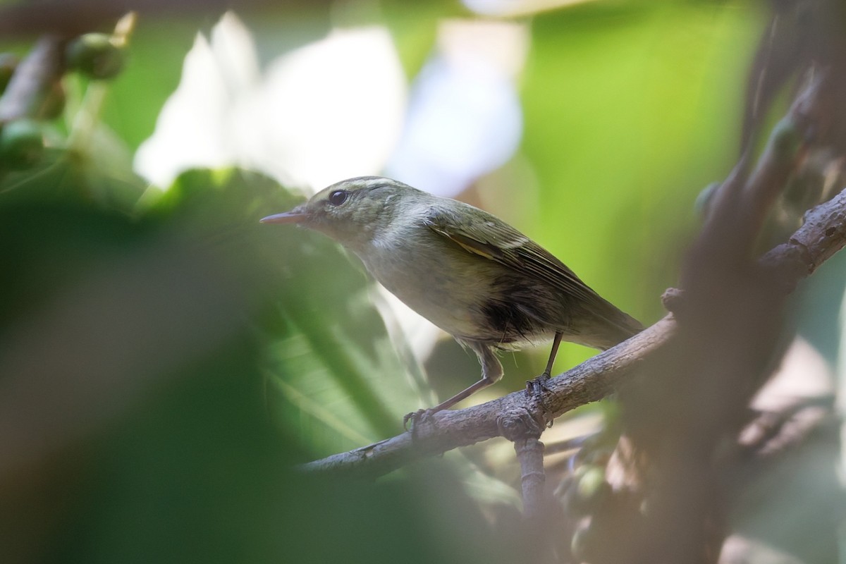 einersanger - ML644516071