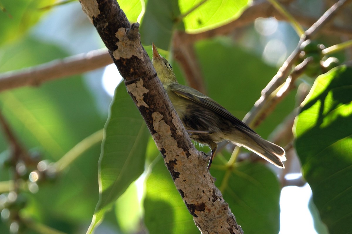 einersanger - ML644516072