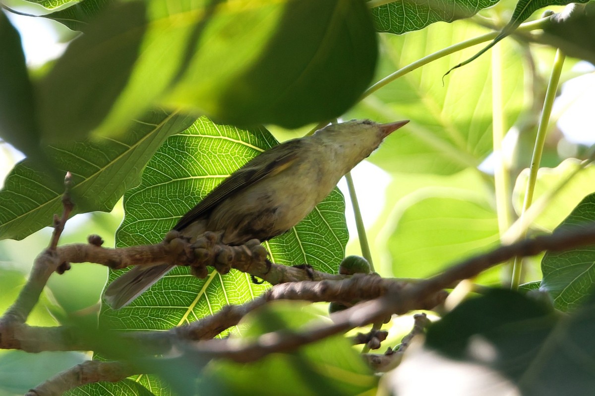 einersanger - ML644516073