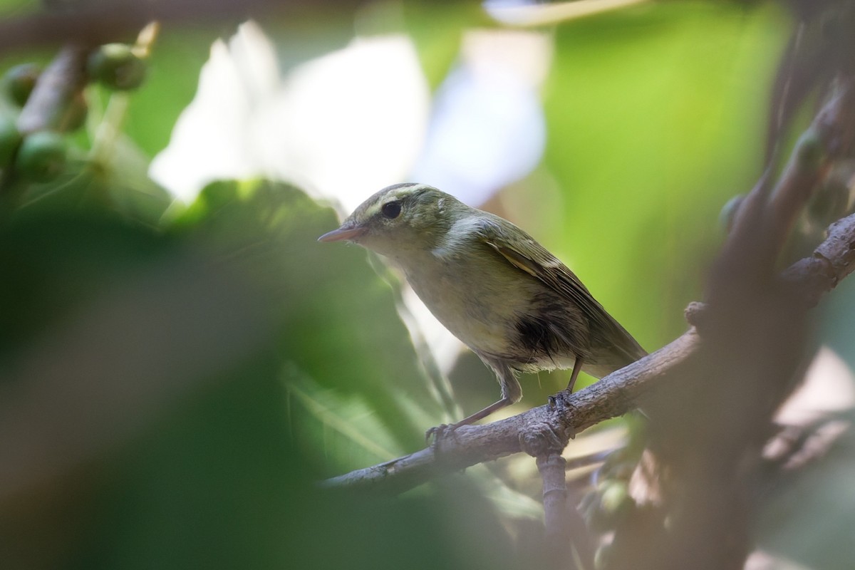 einersanger - ML644516074