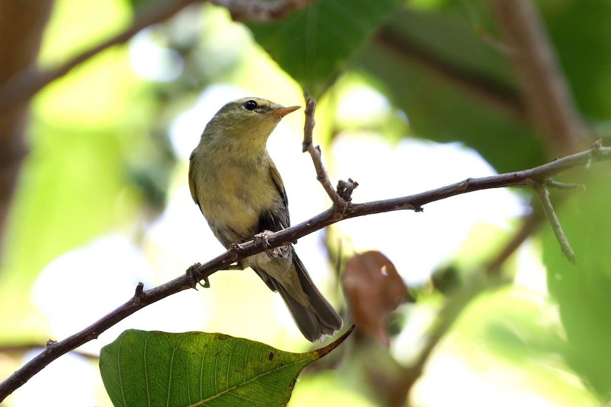 einersanger - ML644516075