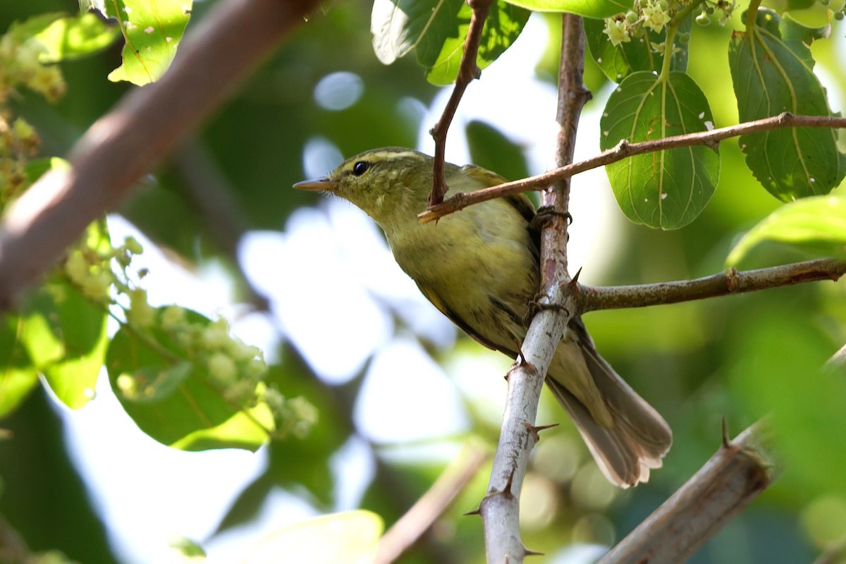 einersanger - ML644516076