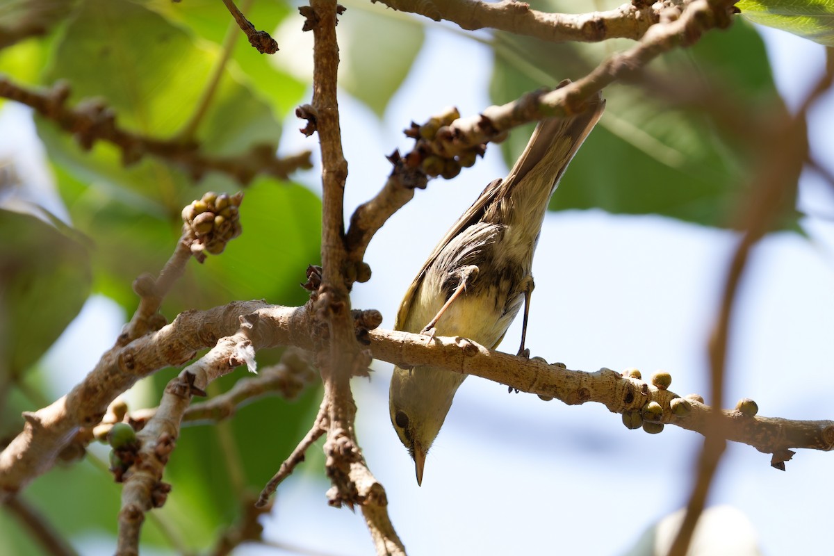 einersanger - ML644516077