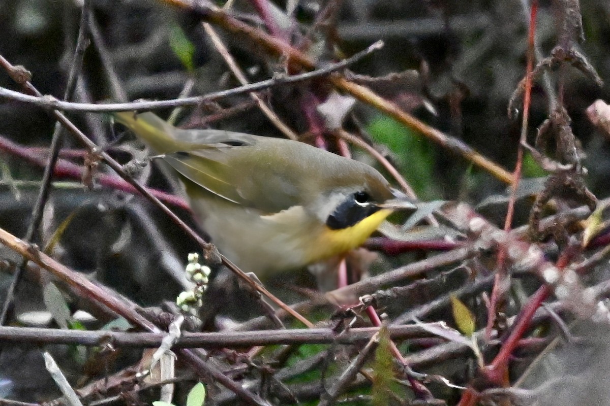 カオグロアメリカムシクイ - ML644516097