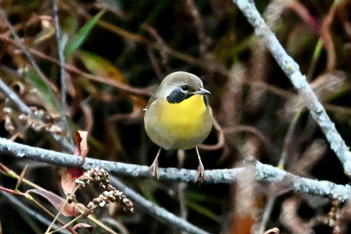 カオグロアメリカムシクイ - ML644516098