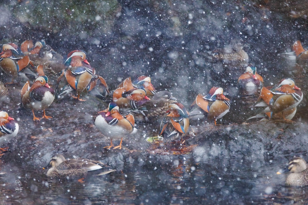 Mandarin Ördeği - ML644516101