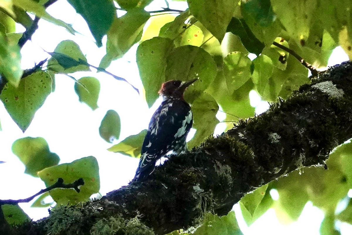 Red-breasted Sapsucker - ML644516102