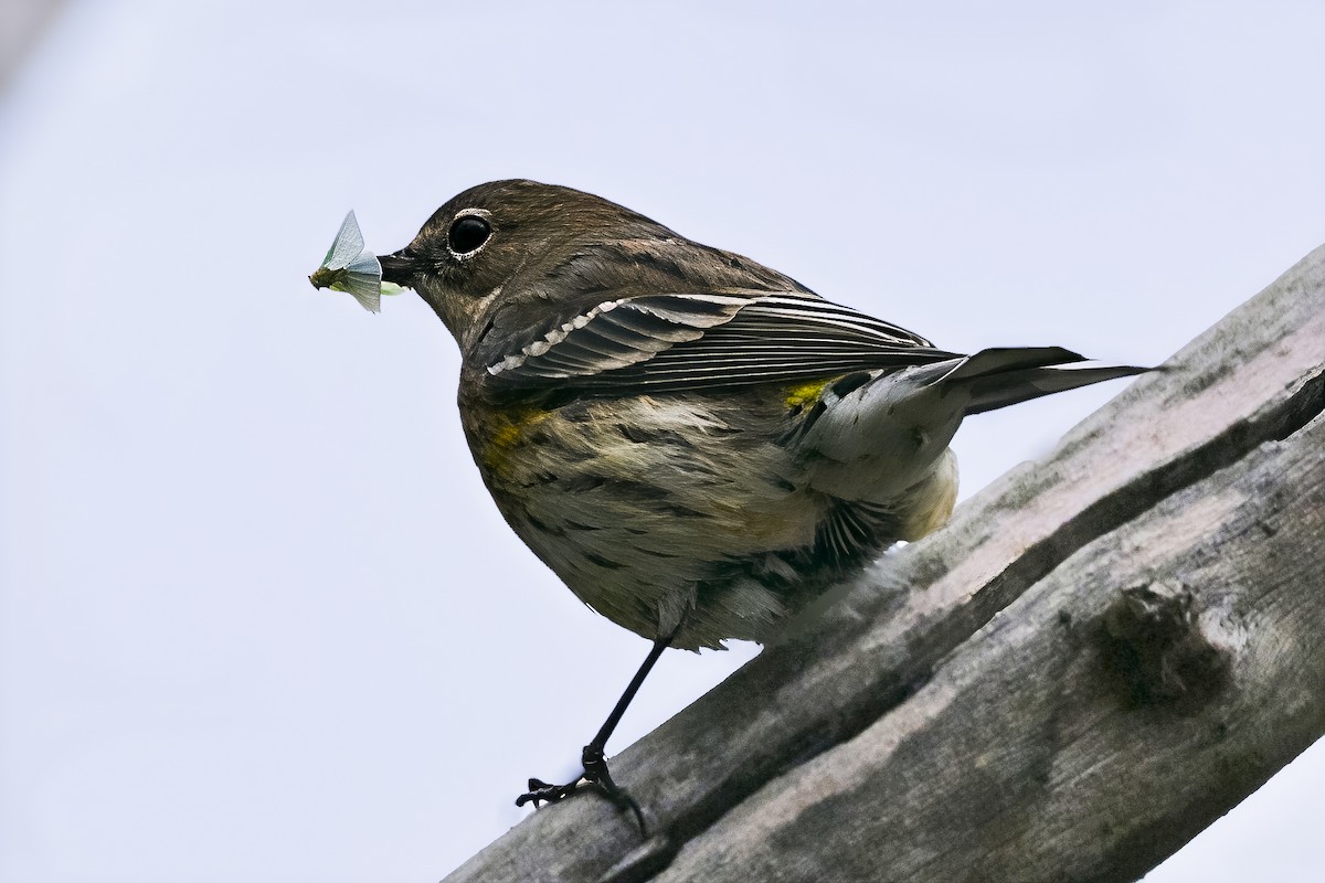 キヅタアメリカムシクイ（coronata） - ML644516103