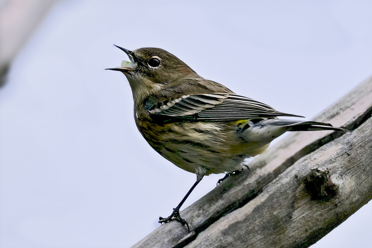 キヅタアメリカムシクイ（coronata） - ML644516104
