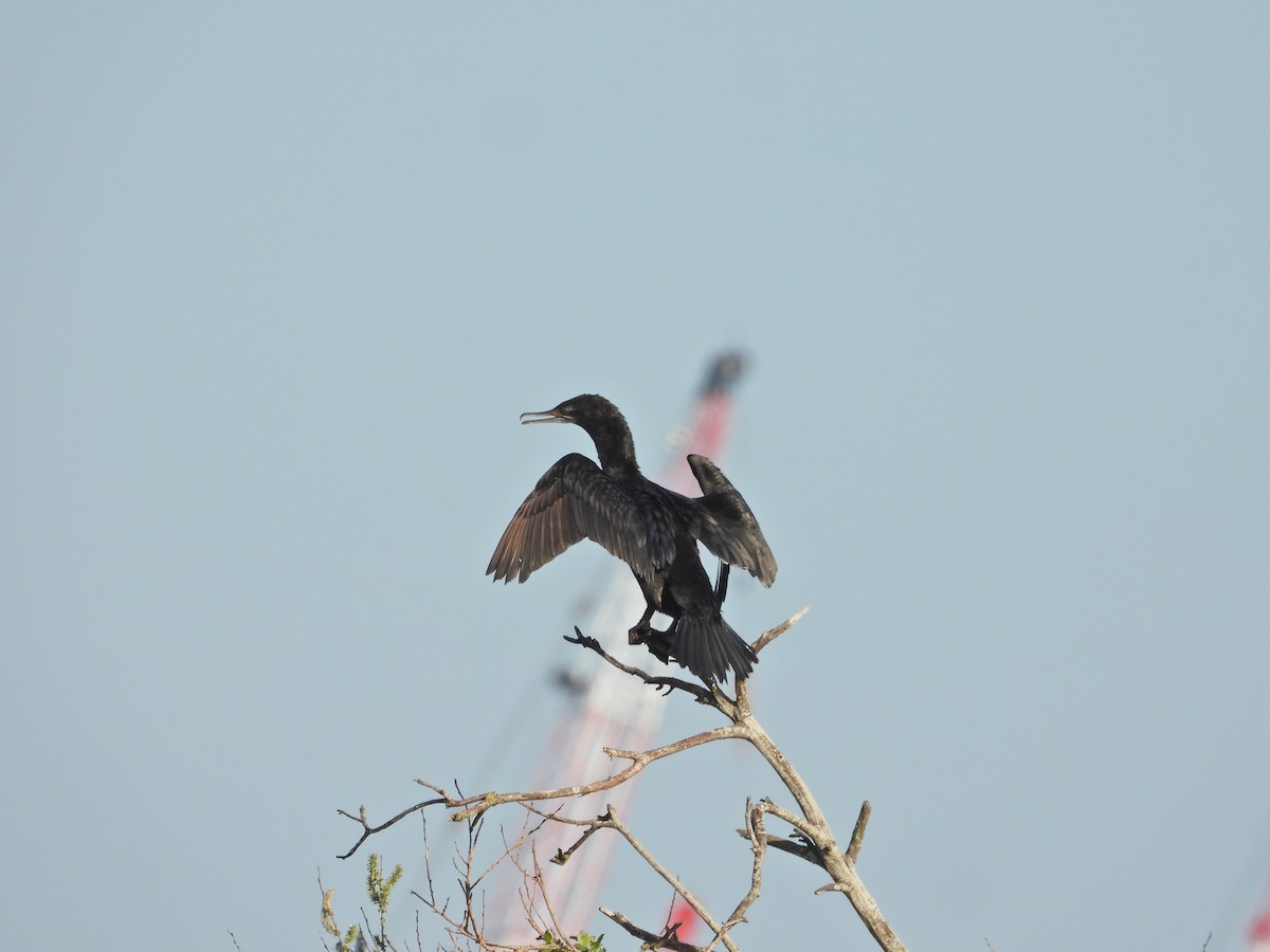Little Black Cormorant - ML644516105
