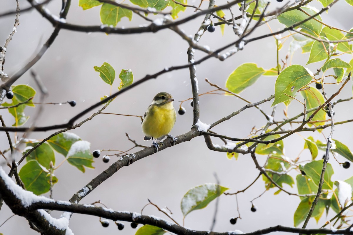 Yellow-bellied Tit - ML644516106