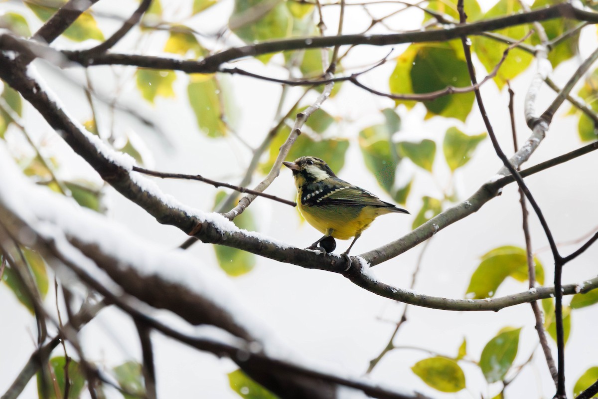 Yellow-bellied Tit - ML644516107