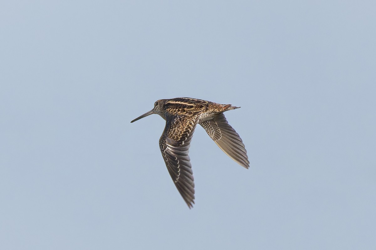 ハリオシギ - ML644516110