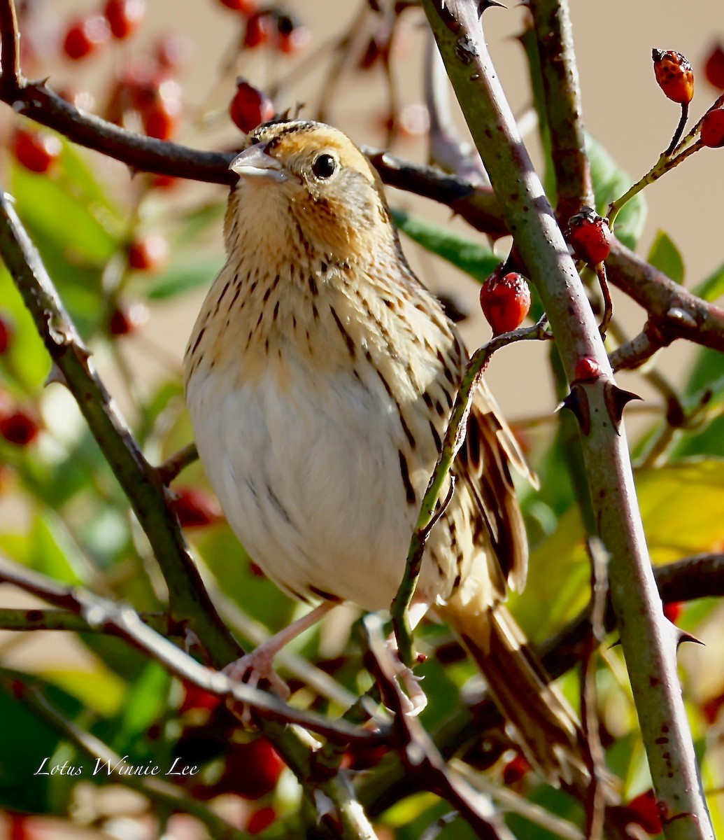 Bruant de LeConte - ML644516113