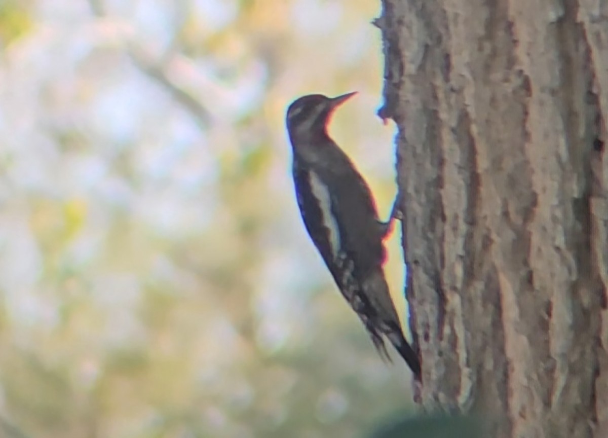 Red-naped Sapsucker - ML644516114