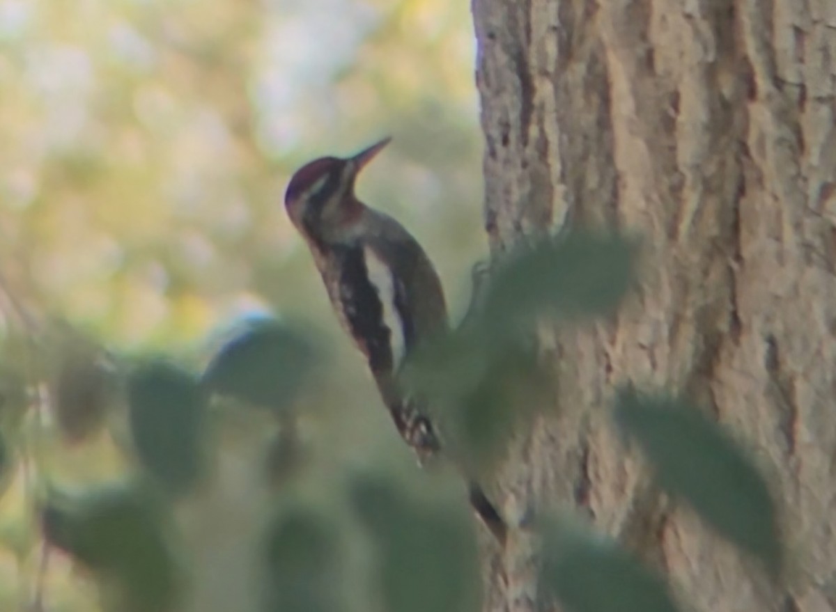 Red-naped Sapsucker - ML644516115