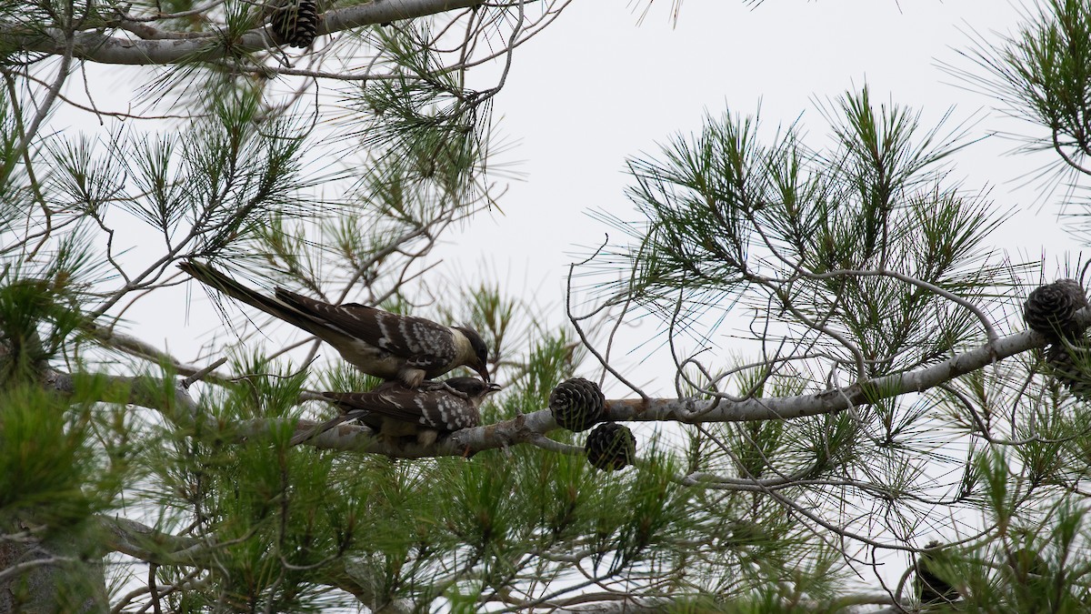 קוקיה מצויצת - ML644516128