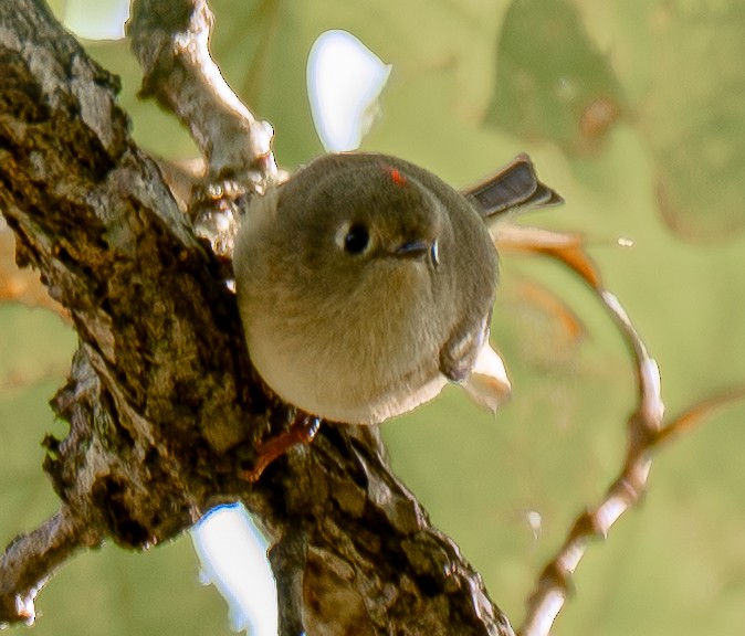 rubinfuglekonge - ML644516130