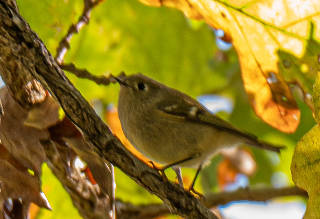 rubinfuglekonge - ML644516131