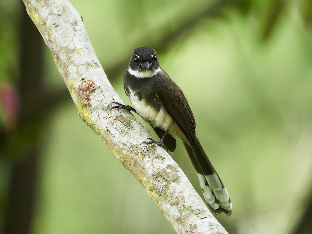 Malaysian Pied-Fantail - ML644516141