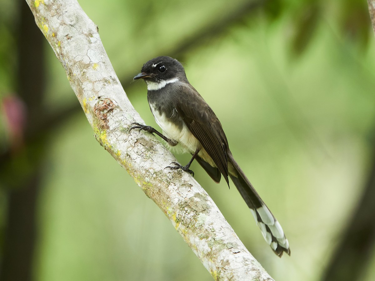 Malaysian Pied-Fantail - ML644516142