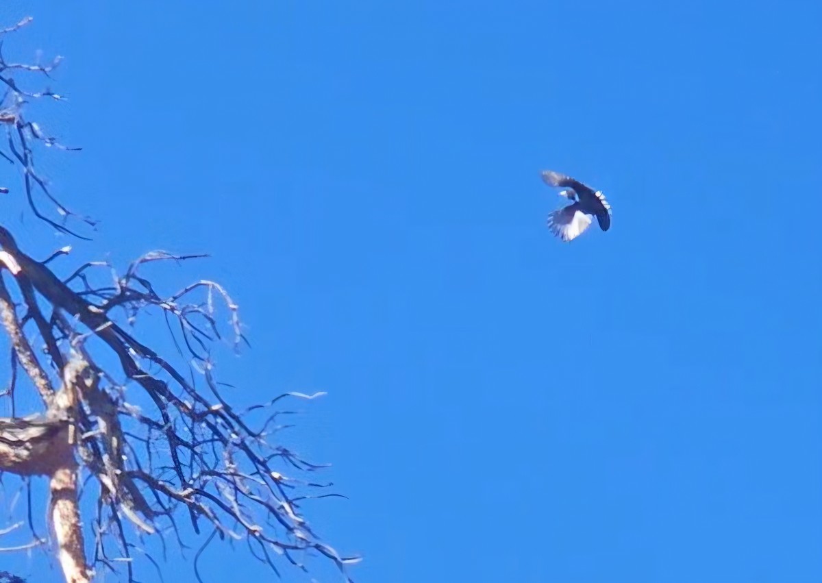 Steller's Jay - ML644516147