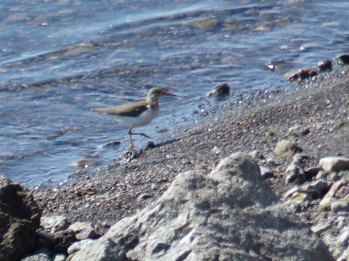 Spotted Sandpiper - ML644516155