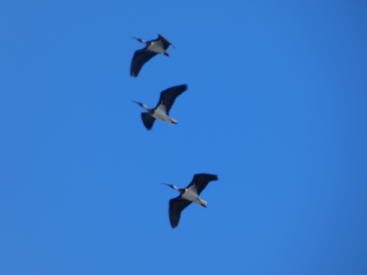 Straw-necked Ibis - ML644516161