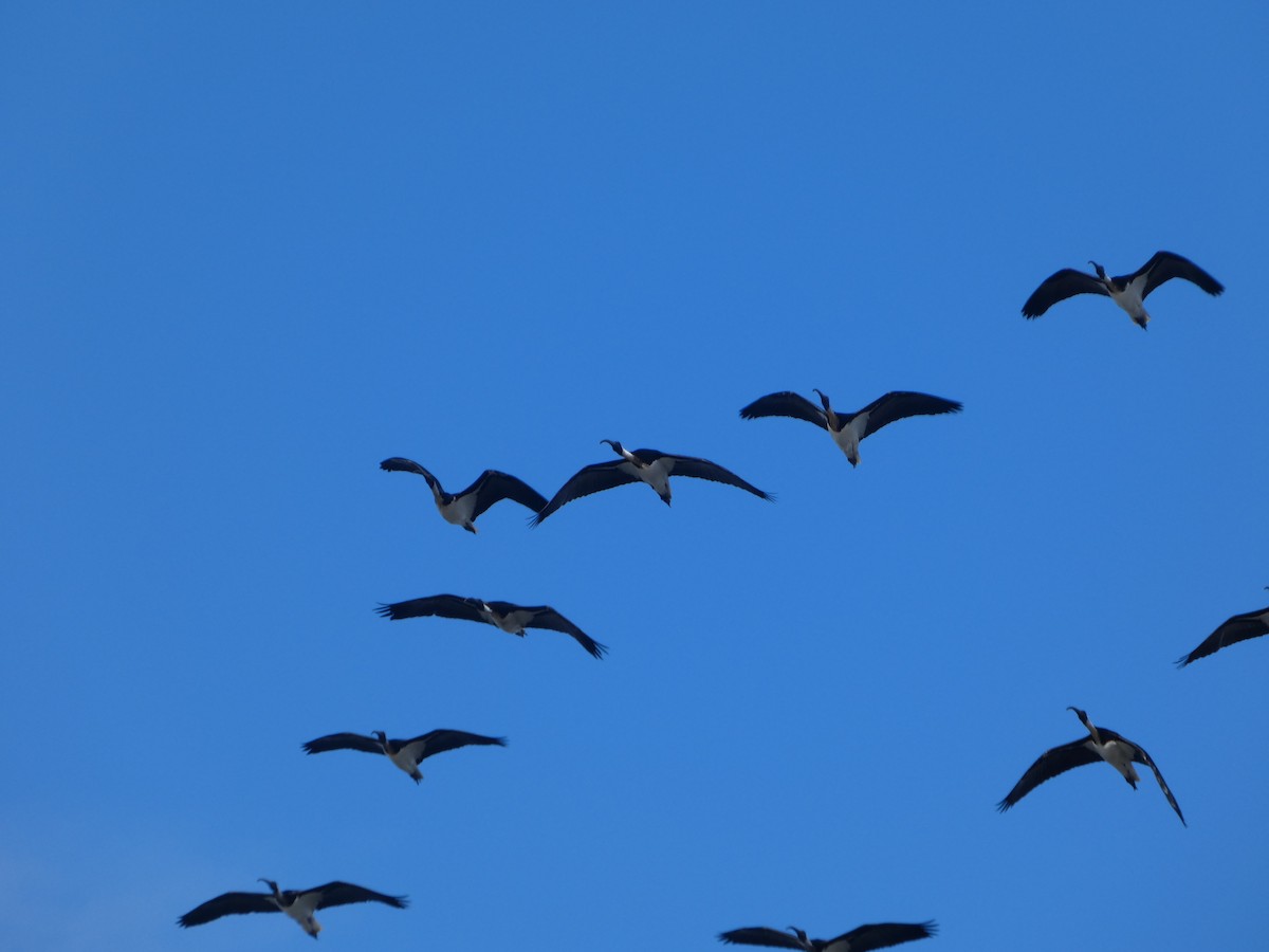 Straw-necked Ibis - ML644516162