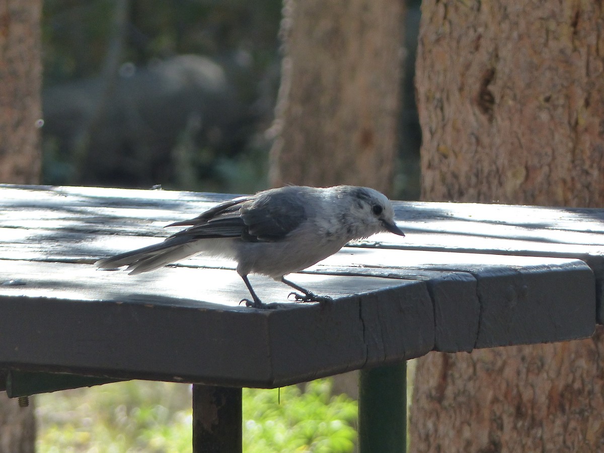 Canada Jay - ML644516165
