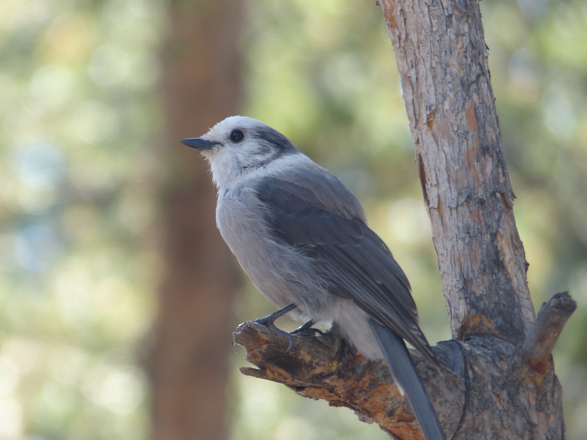 Canada Jay - ML644516166