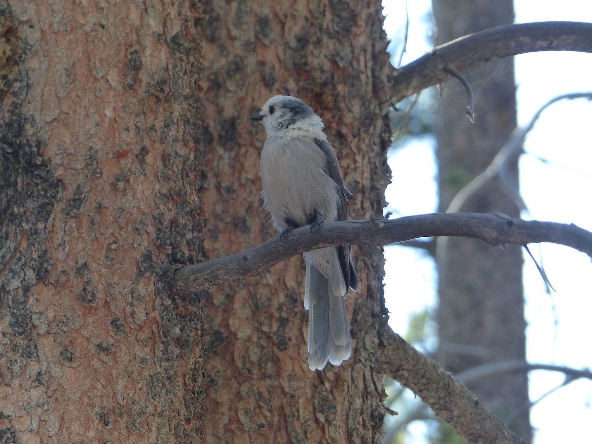 Canada Jay - ML644516167