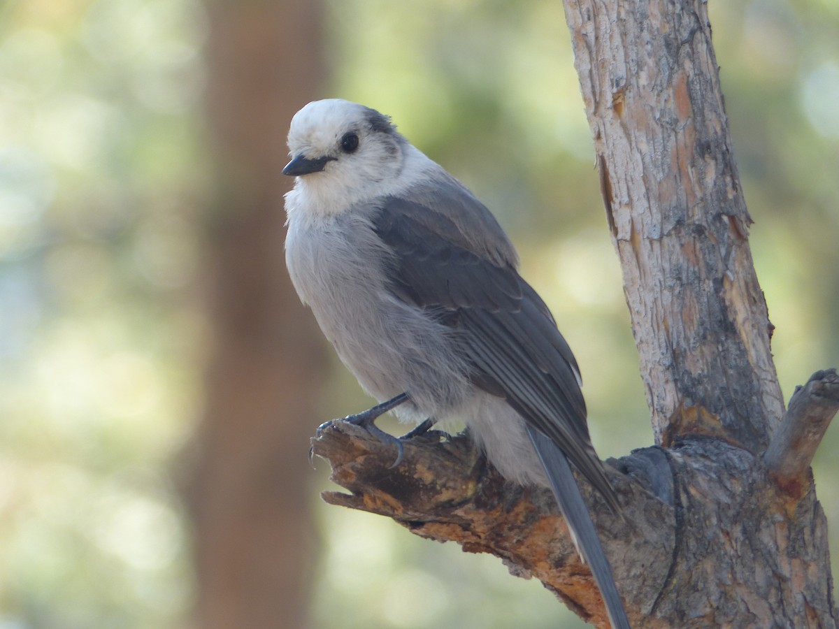 Canada Jay - ML644516169