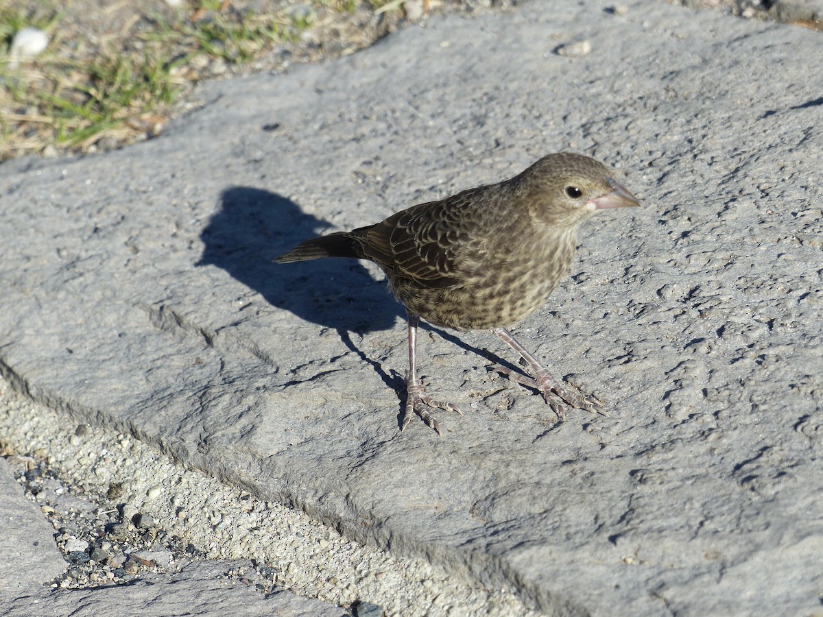 Brown-headed Cowbird - ML644516171