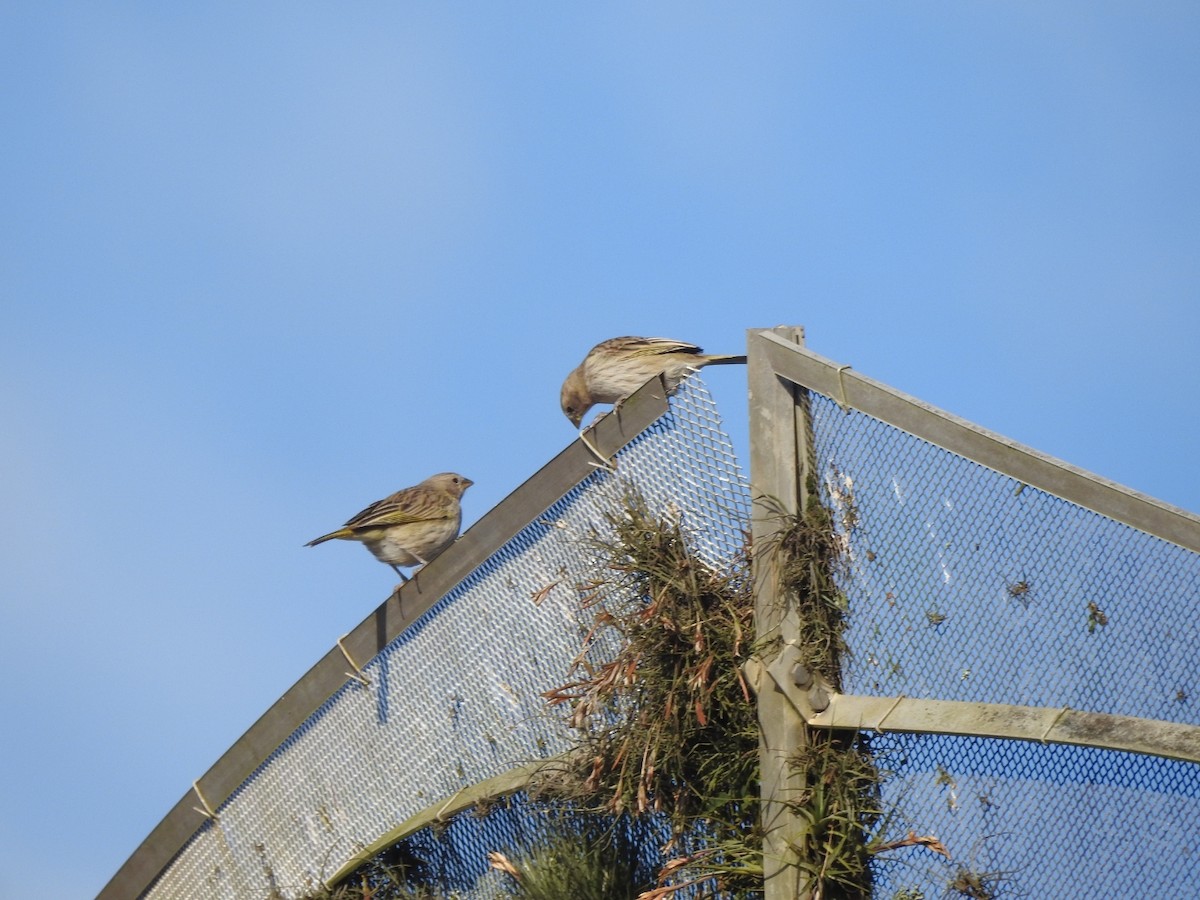 Saffron Finch - ML644516172