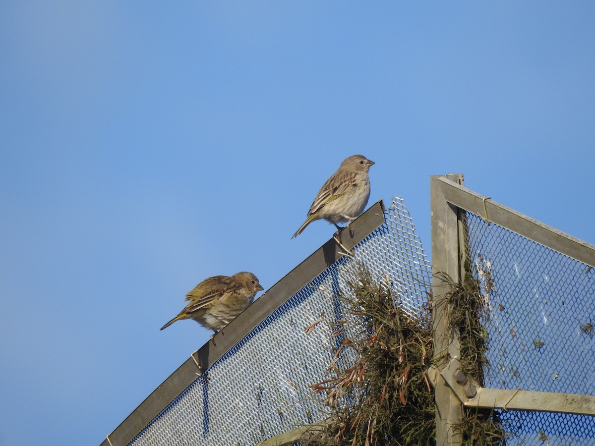 Saffron Finch - ML644516173