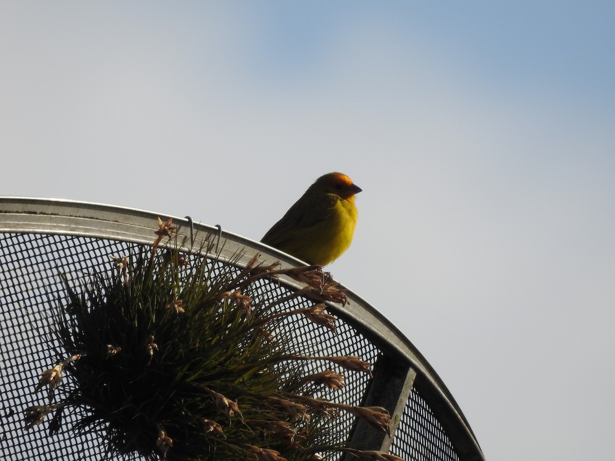 Saffron Finch - ML644516174