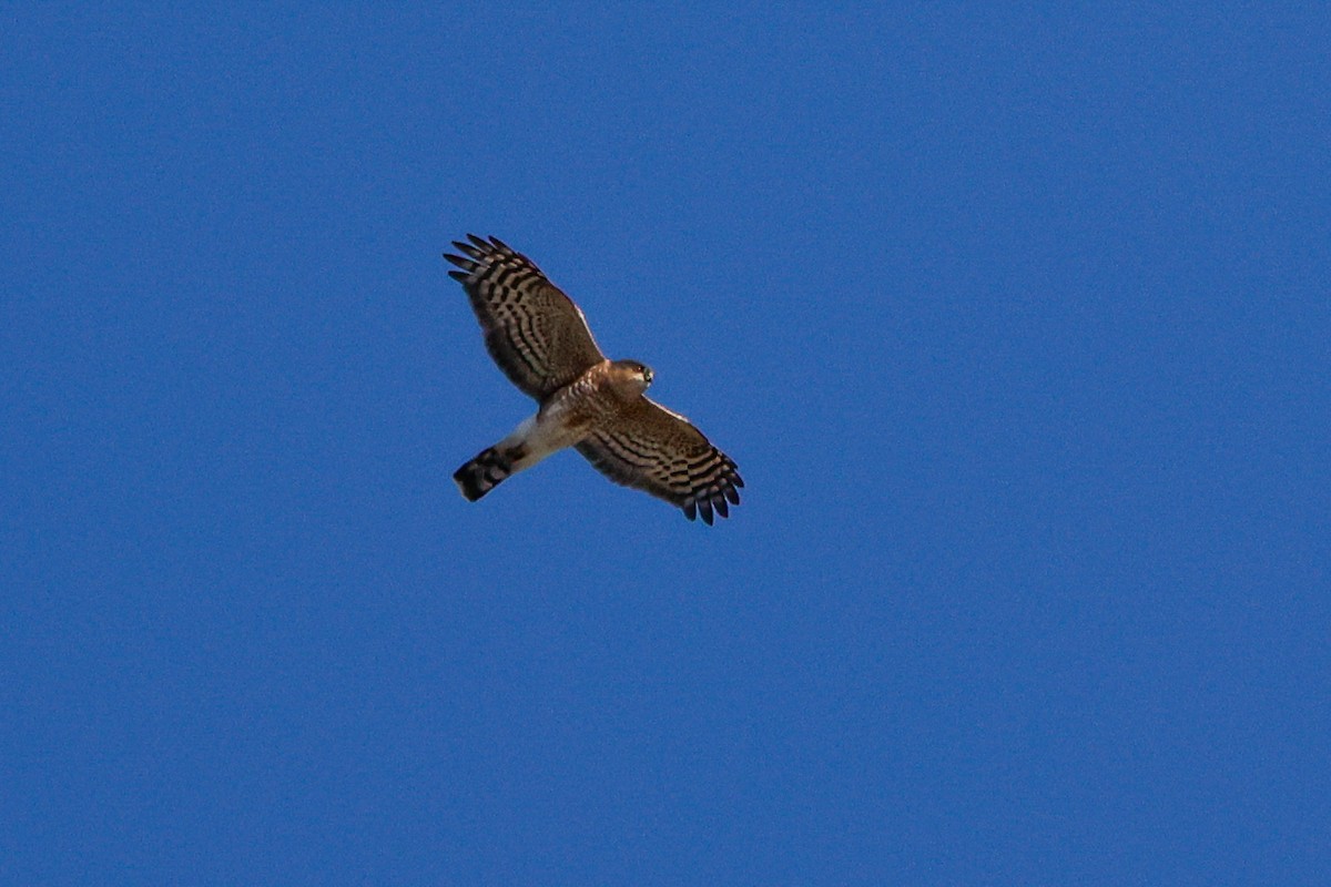 Sharp-shinned Hawk - ML644516185