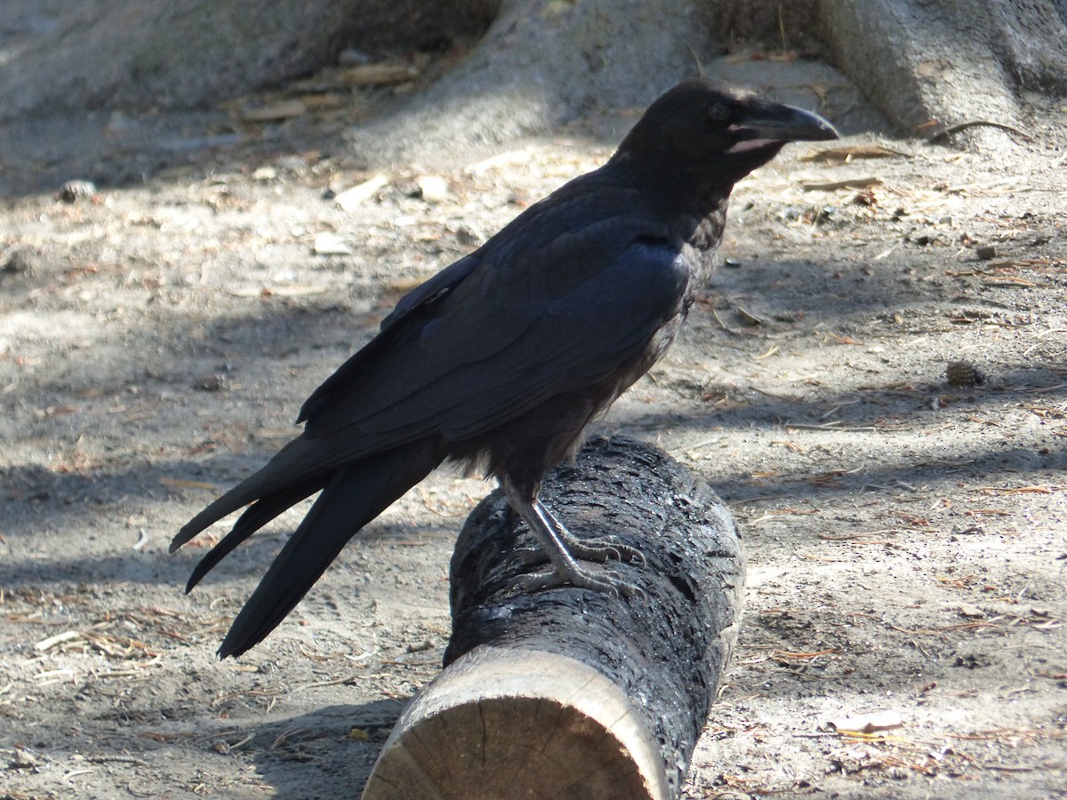 American Crow - ML644516189