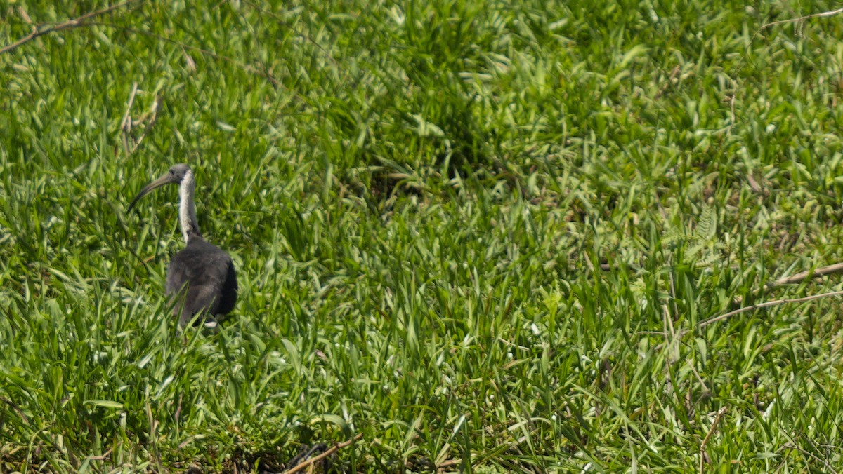 Straw-necked Ibis - ML644516190