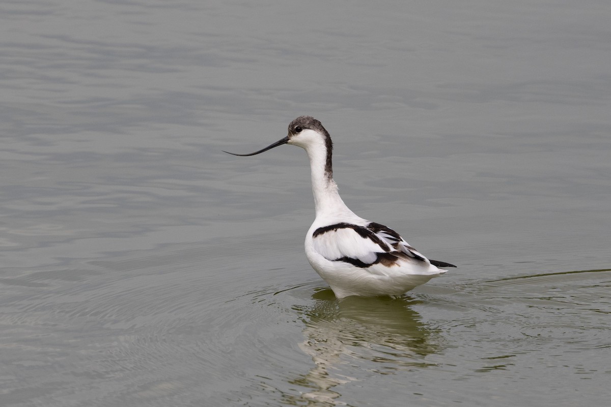 Алаг ээтэн - ML644516249