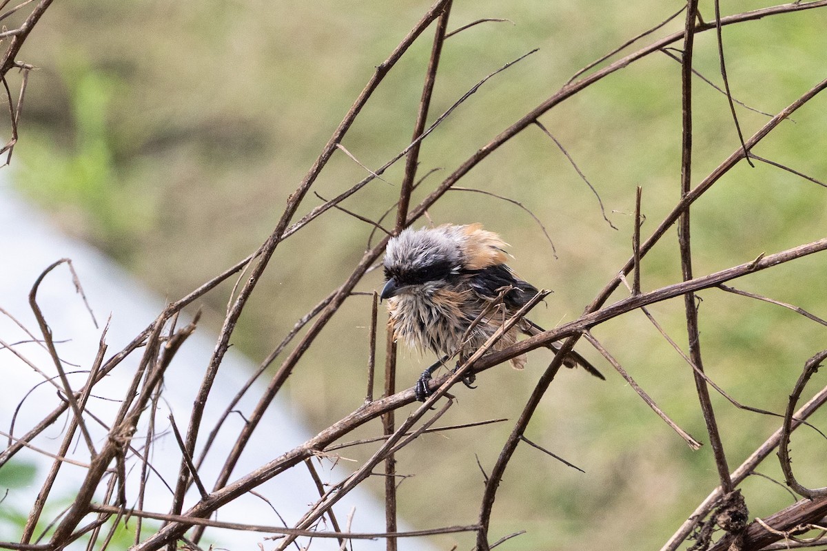 Long-tailed Shrike (schach) - ML644516256